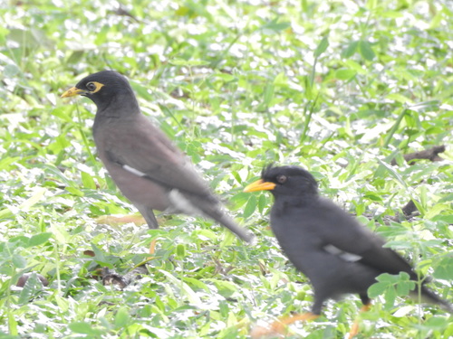 Illustrazione di Great Myna