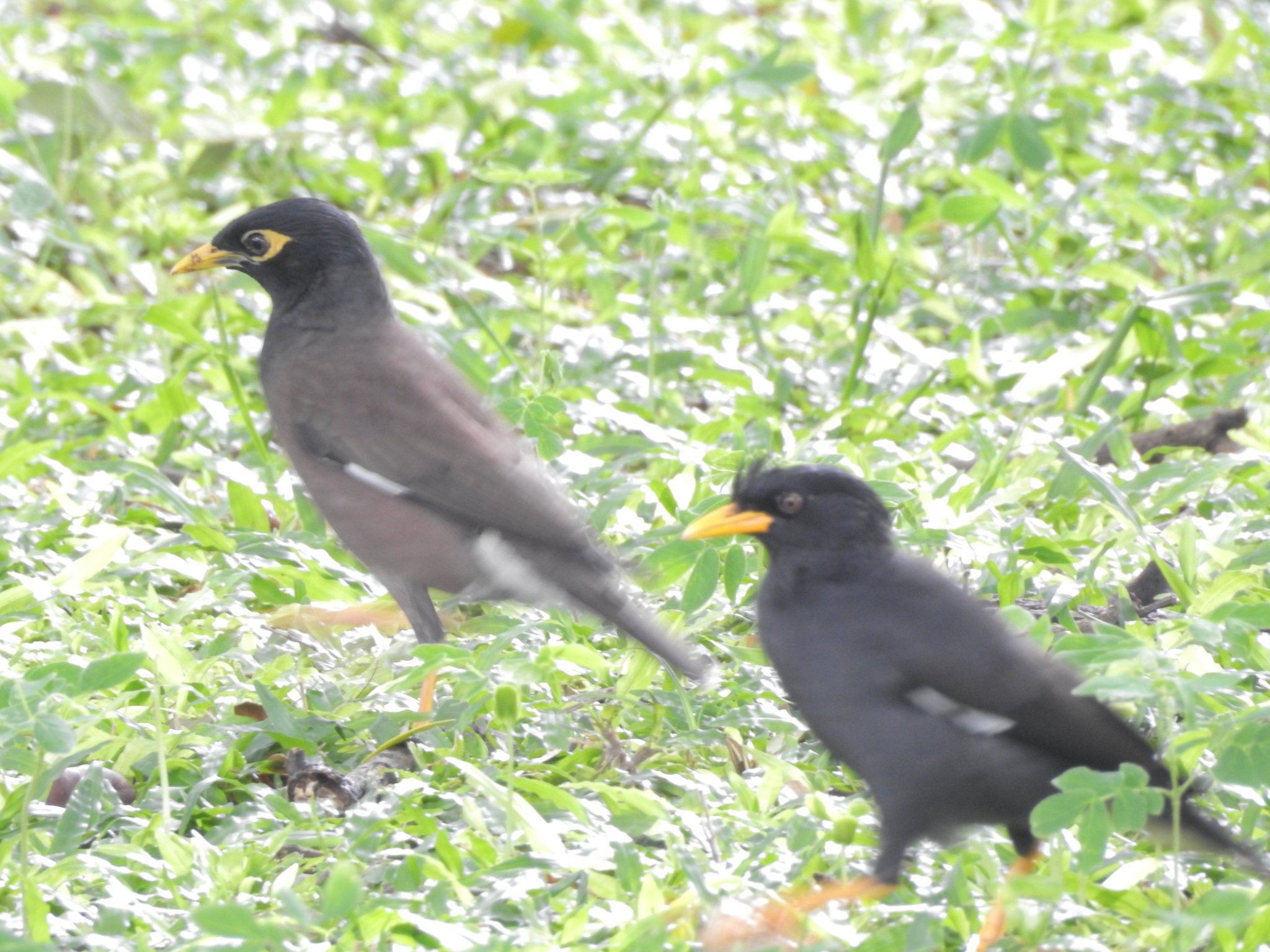 Great Myna illustration