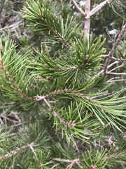 Pinus remota