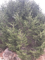 Pinus remota