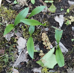Liparis loeselii