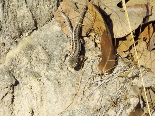 Southern Occidental Bunchgrass Lizard