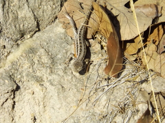Sceloporus aurantius
