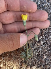 Malacothrix sonchoides