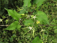 Angiospermae