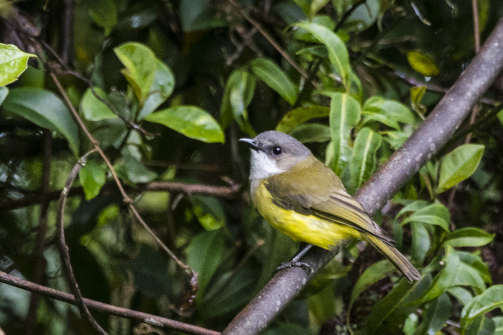 Vogelkop Whistler (Pachycephala meyeri) photo