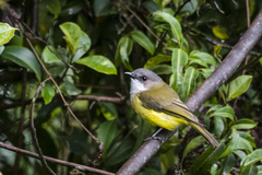 Pachycephala meyeri