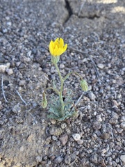 Malacothrix sonchoides