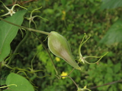 Angiospermae
