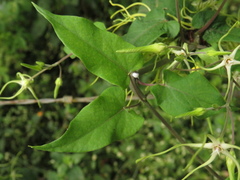 Angiospermae