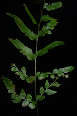 Lindsaea heterophylla