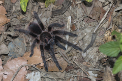 Phormictopus atrichomatus