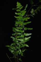 Lindsaea heterophylla
