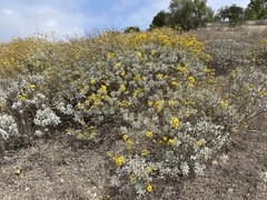 Encelia farinosa