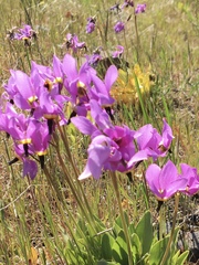 Primula poetica