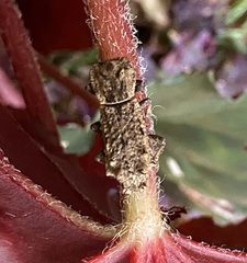 Zopheridae