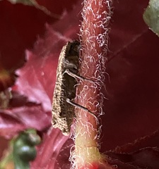 Zopheridae