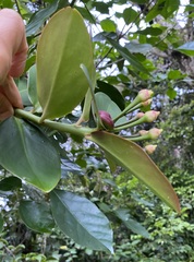 Marcgraviastrum subsessile