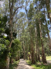 Melaleuca leucadendra
