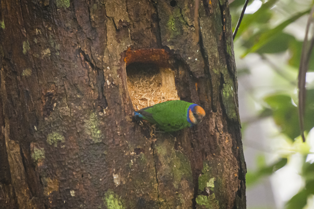 Red-Breasted Pygmy-Parrot