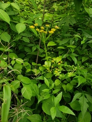 Thaspium trifoliatum