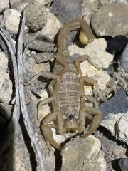 Paruroctonus becki