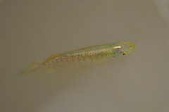 Fundulus chrysotus