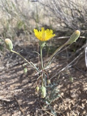 Malacothrix sonchoides