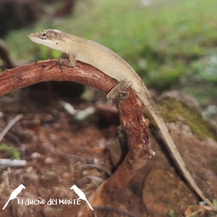 Anolis limifrons