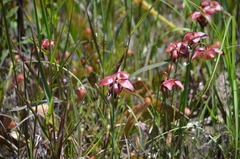 Sarracenia psittacina