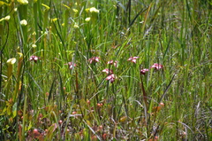 Sarracenia psittacina