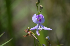 Calopogon pallidus