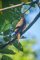 Macropygia nigrirostris