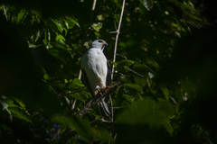 Accipiter poliocephalus
