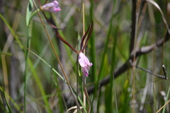 Cleistesiopsis oricamporum