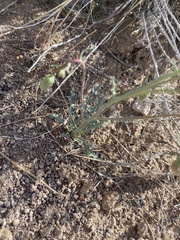 Malacothrix sonchoides