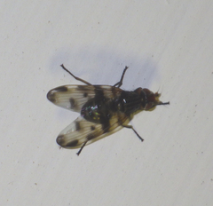 Otitini