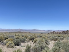 Malacothrix sonchoides