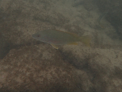 Lutjanus argentiventris