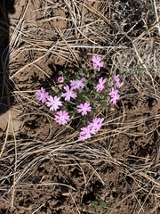 Phlox woodhousei