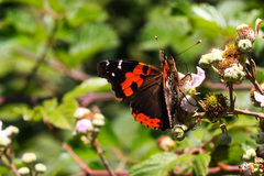 Vanessa vulcania