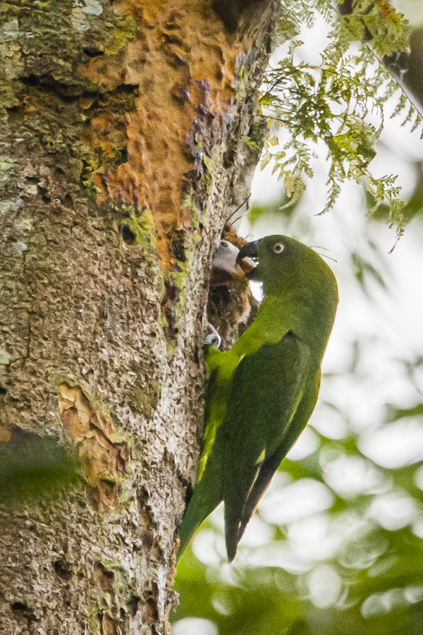 Blue-Collared Parrot