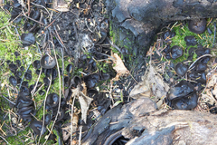 Plicaria endocarpoides