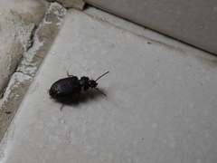 Anaedus