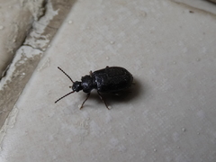 Anaedus