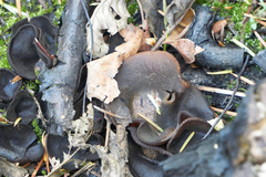 Plicaria endocarpoides