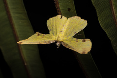 Corymica arnearia