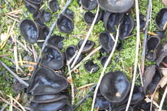 Plicaria endocarpoides