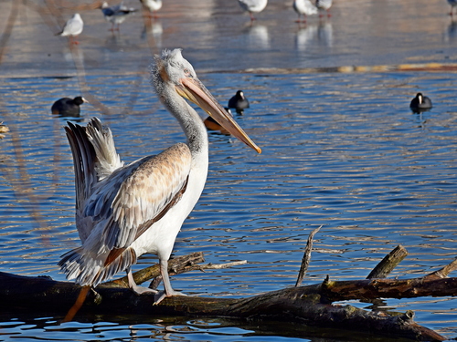 Pelícano ceñudo (Pelecanus crispus)