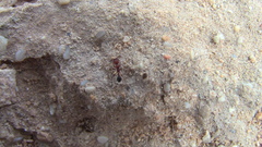 Tetramorium sericeiventre